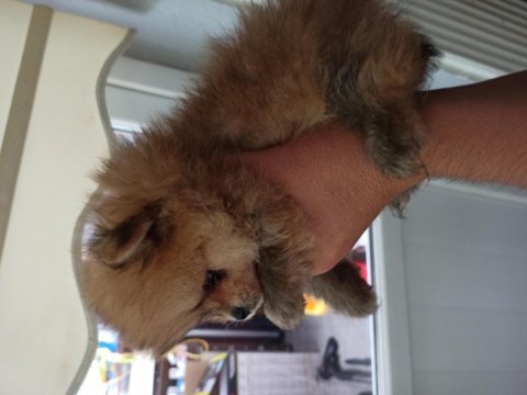 Kendi köpeklerimin pomeranian yavruları
