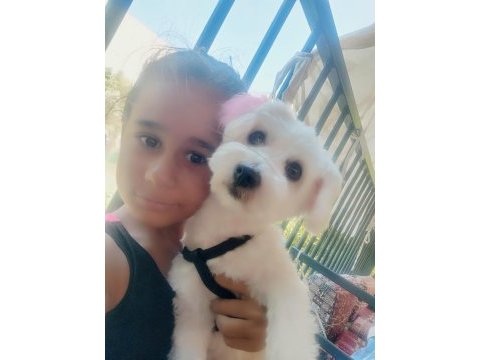 Eğitimli 1 yaşında köpeğimiz