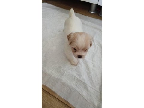 Maltipoo köpeği yavrularımız