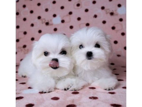 Birbirinden güzel safkan maltese köpekler