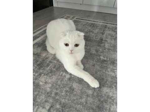 Kedimize güzel bakacak scottish fold aile arıyoruz