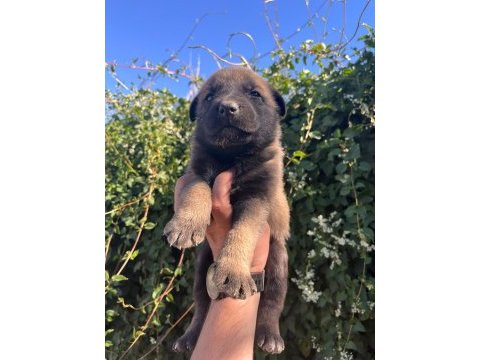Birinci sınıf belçika malinois yavrular