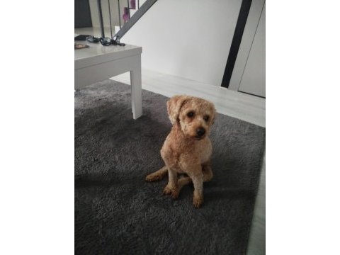 Toy poodle köpeğimiz