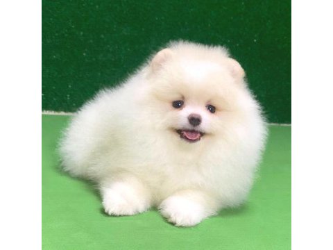 Pomeranian boo bebekler