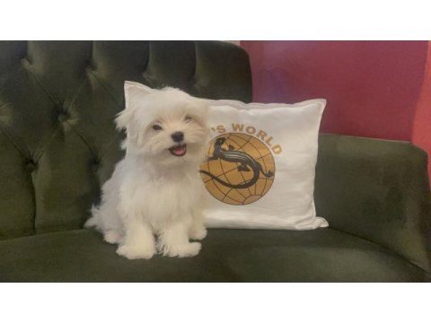 Pets world güvencesiyle gerçek maltese yavrularımız