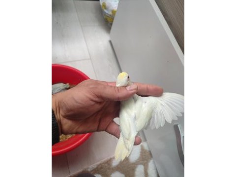 Renk renk üst kalitede forpus bebekler