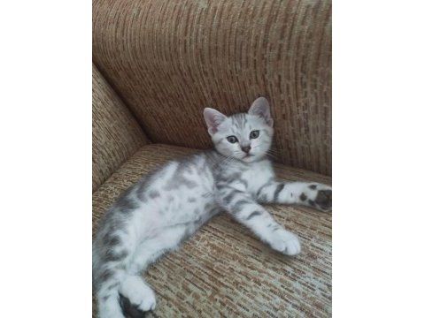 Anne scottish baba amerikan shorthair