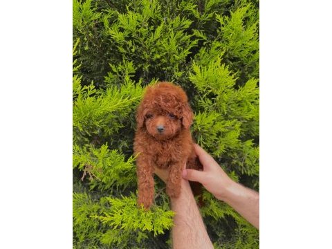 Kore kan bebek yüzlü poodle cinsi yavrularım