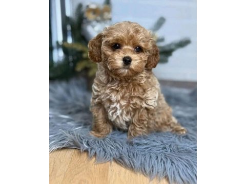 Tr nin en özel maltipoo yavruları
