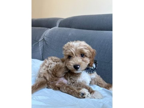 3 aylık maltipoo oğlum