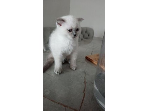 Scottish fold yavrularımıza yuva arıyoruz
