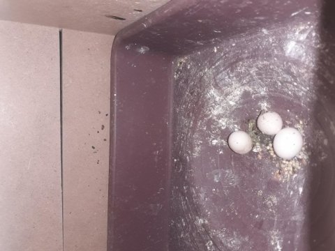 Yumurtalı hazır muhabbet kuşu çift açıklamayı oku