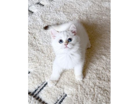 Safkan british shorthair golden point erkek yavru