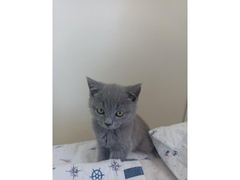 British shorthair safkan kedimiz