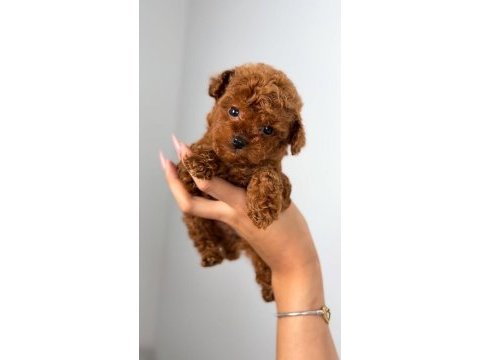 Üst kalite toy poodle yavrularımız