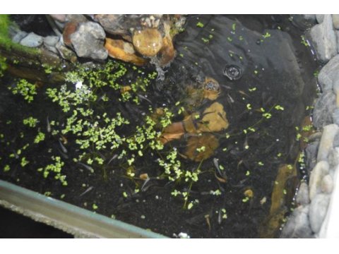 Medeka japon pirinç balığı 2-3 cm