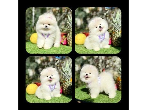 Erkek dişi pomeranian yavrular