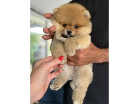Portakal gibi pomeranian boo ayıcık
