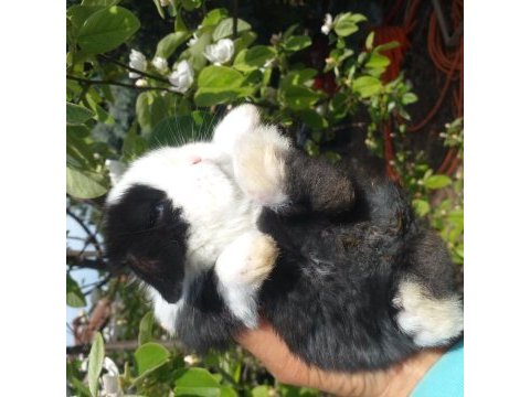 Sevimli teddy widder tavşan yavruları