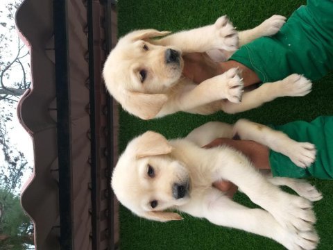 Şampanya ve çikolata renk labrador yavrular ruhsatlı çiftlik