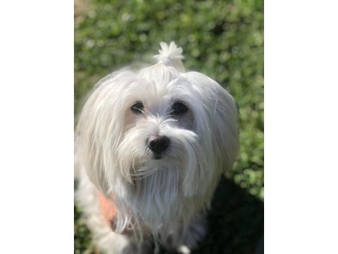 Maltese terrier kızımıza eş arıyoruz