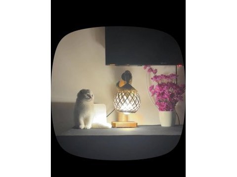 3 aylık scottish fold yavrumuzu sahiplendiriyoruz
