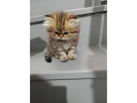 Golden black british longhair
