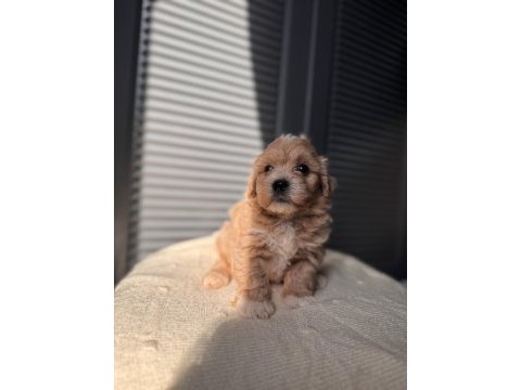 Minik maltipoo
