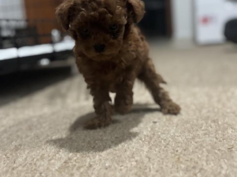Tea cup poodle yavrular 