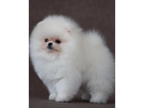 Ayı surat pomeranian yavruları