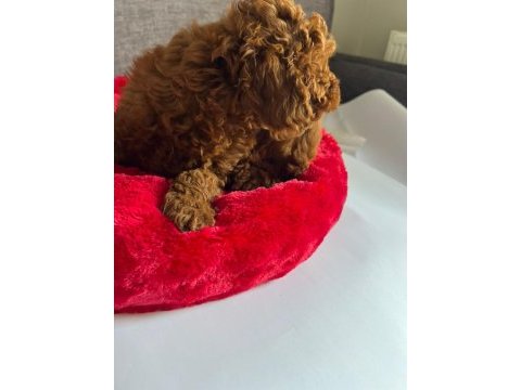 Evimizden toy poodle bebeklerimiz