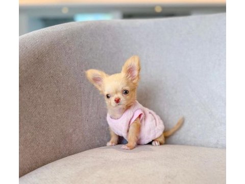 Mini boy oyuncak gibi chihuahua