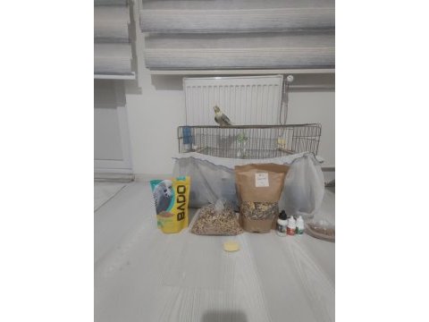 Full + full evcil sultan papağanı