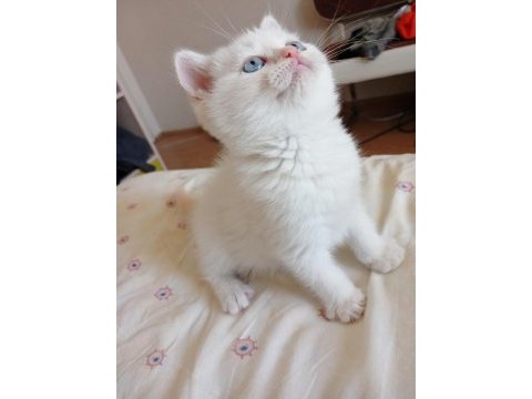 British shorthair safkan dişi yavru