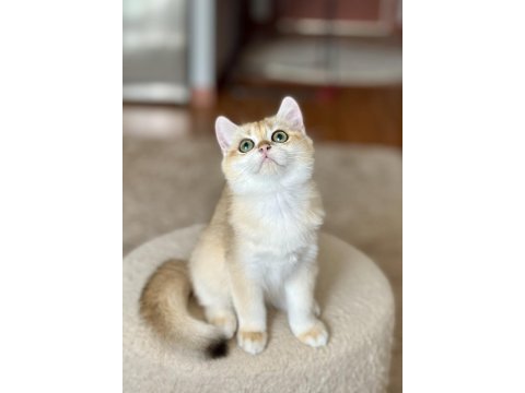 Safkan british shorthair golden erkek yavru