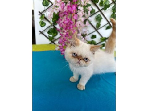 Exotic shorthair 2,5 aylık kedimiz