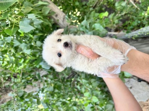Terrier yavrularımız bursa türkiye tüm iller