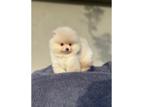 Pomeranian boo köpeğimiz