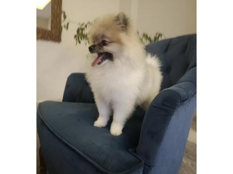 Pomeranian boo disi tea cup
