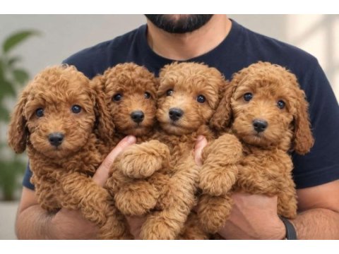 Koyu ve kıvır kıvır toy poodle yavrular