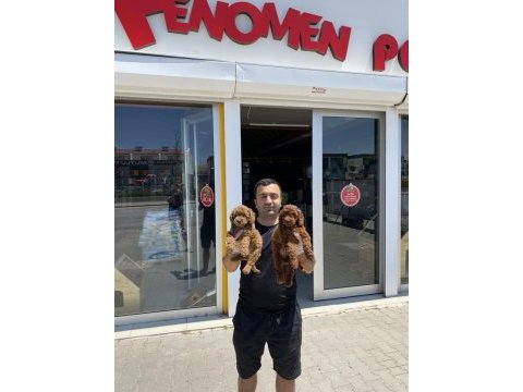 Yılın en kaliteli toy poodle yavruları dişi erkek ank