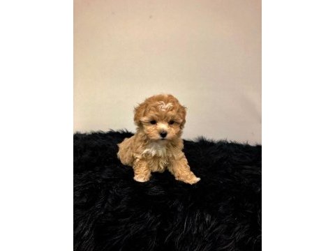 Maltipoo bebekler