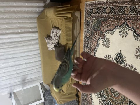 Alışkın muhabbet kuşu