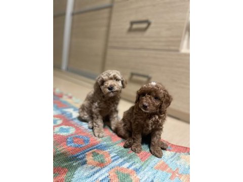 Orijinal toy poodle sağlık garantili ev doğumlu