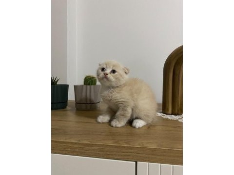 Ayı surat scottish fold red yavrumuz