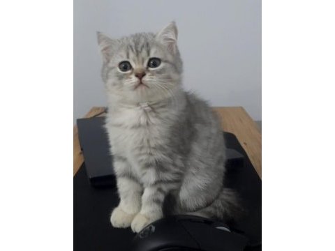 2 aylık yavru british shorthair silver tabby