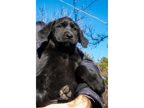 Golden retriever - labrador retriever mix bebekler