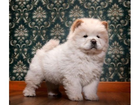 Irk ve sağlık garantili chow chow