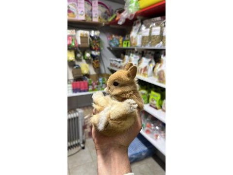 Netherland dwarf cüce tavşan çiftliği