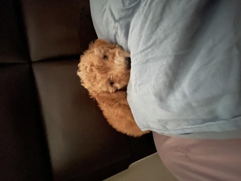Maltipoo 2 aylık bir bebek